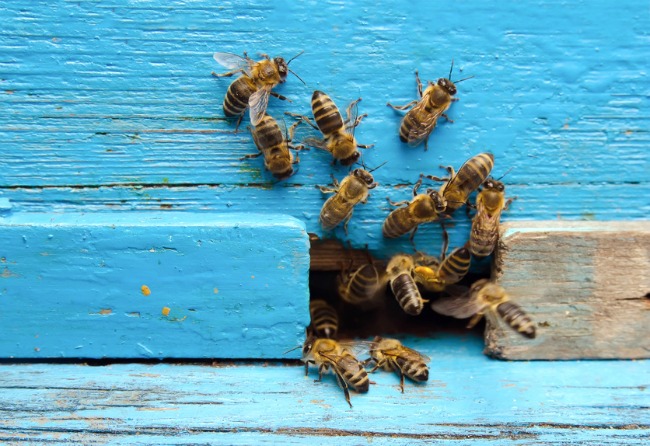 Bee Removal Services in Florida